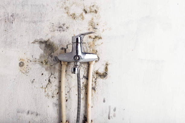 Best Mold Damage Repair  in Medina, OH