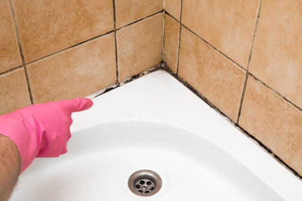 Best Mold Damage Repair  in Medina, OH